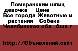 Померанский шпиц девочка  › Цена ­ 50 000 - Все города Животные и растения » Собаки   . Челябинская обл.,Аша г.